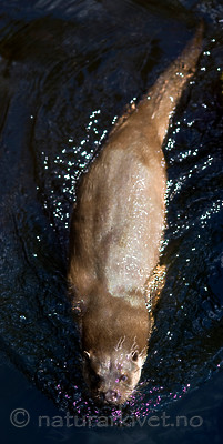 BB 12 0137 / Lutra lutra / Oter